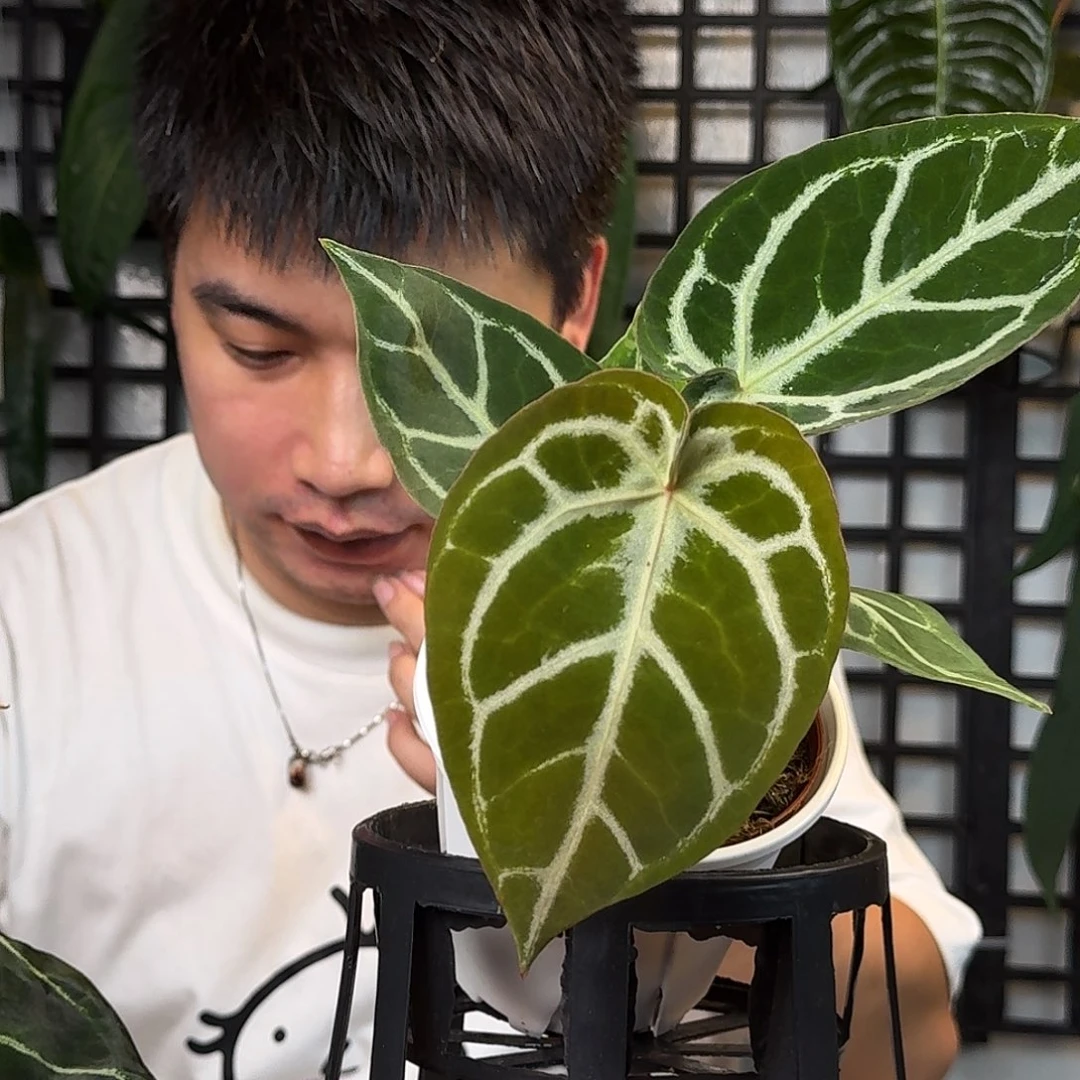 V****无花朵一物一拍M187