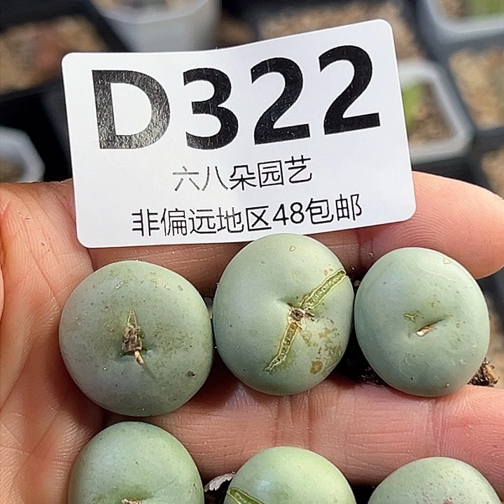 6颗粉花大饼111111多肉