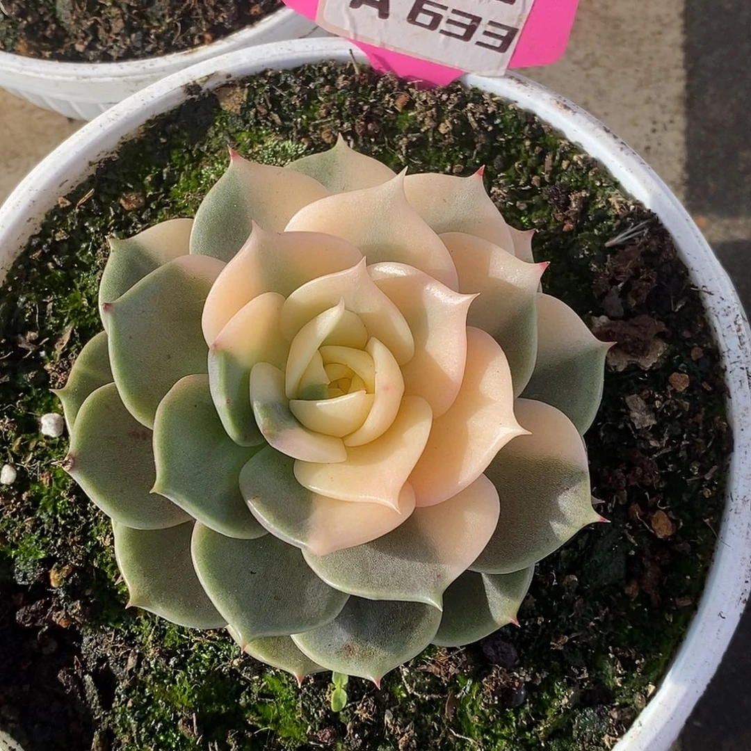 辉***）633哈哈哈哈哈哈哈哈