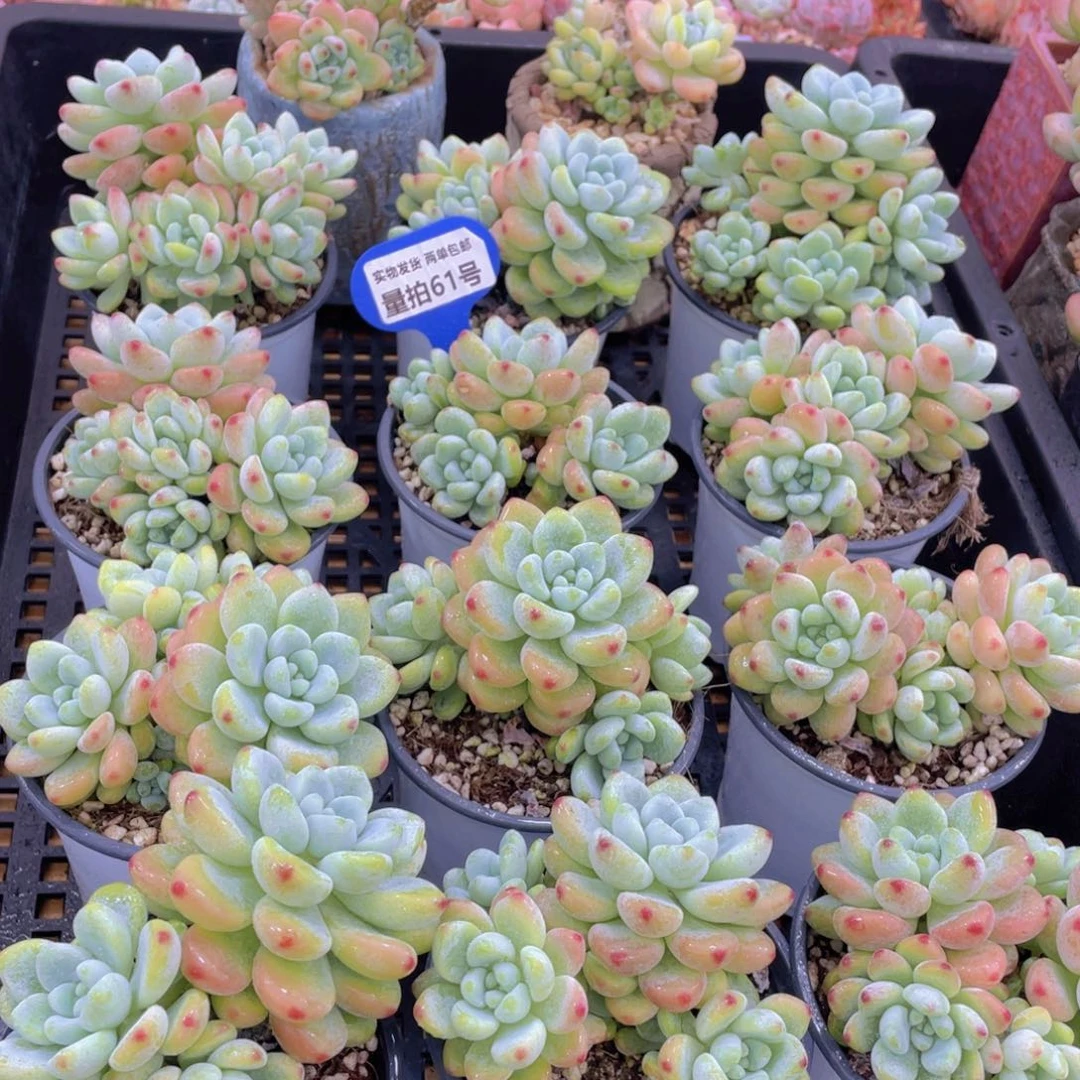 量拍61号 果冻胭脂劳尔大群生一个