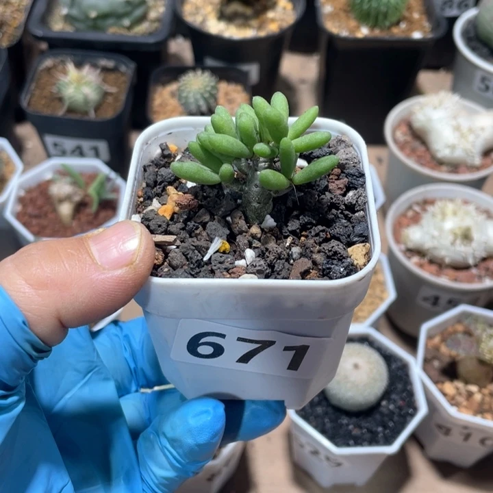 别****哥671奇峰锦属诱惑