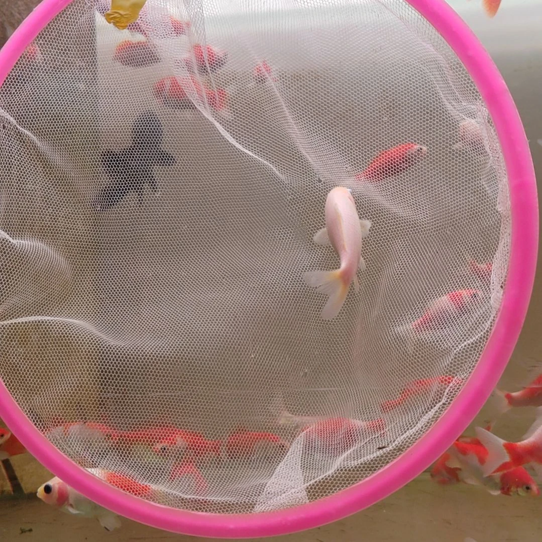 海水短尾草金精品