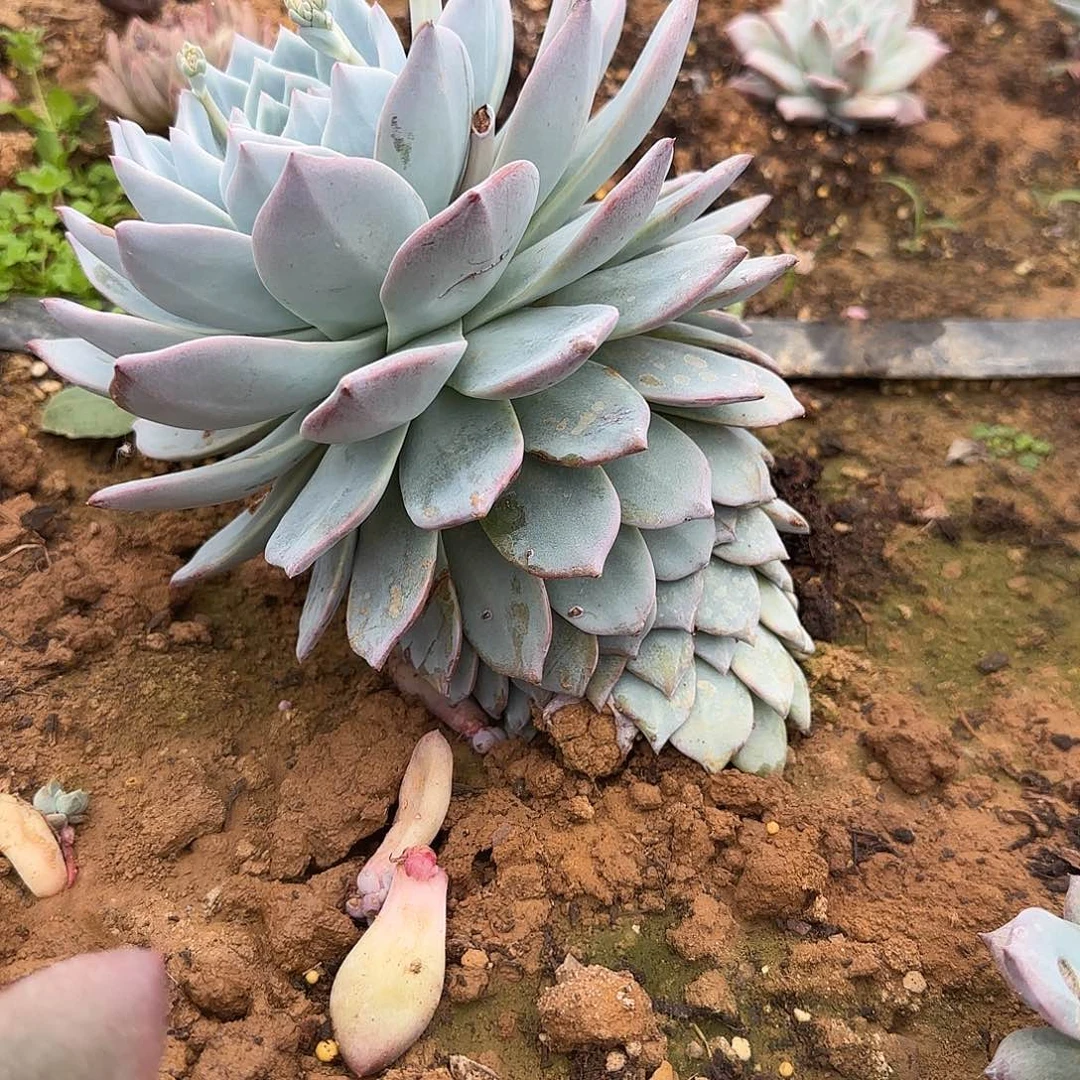 笑**开多肉植物粉蓝鸟