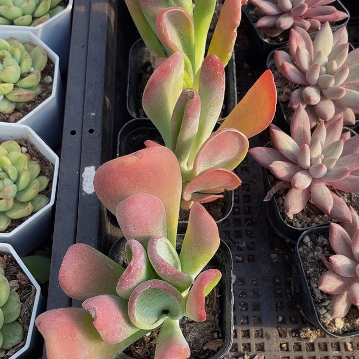 火狐狸到盆土发货