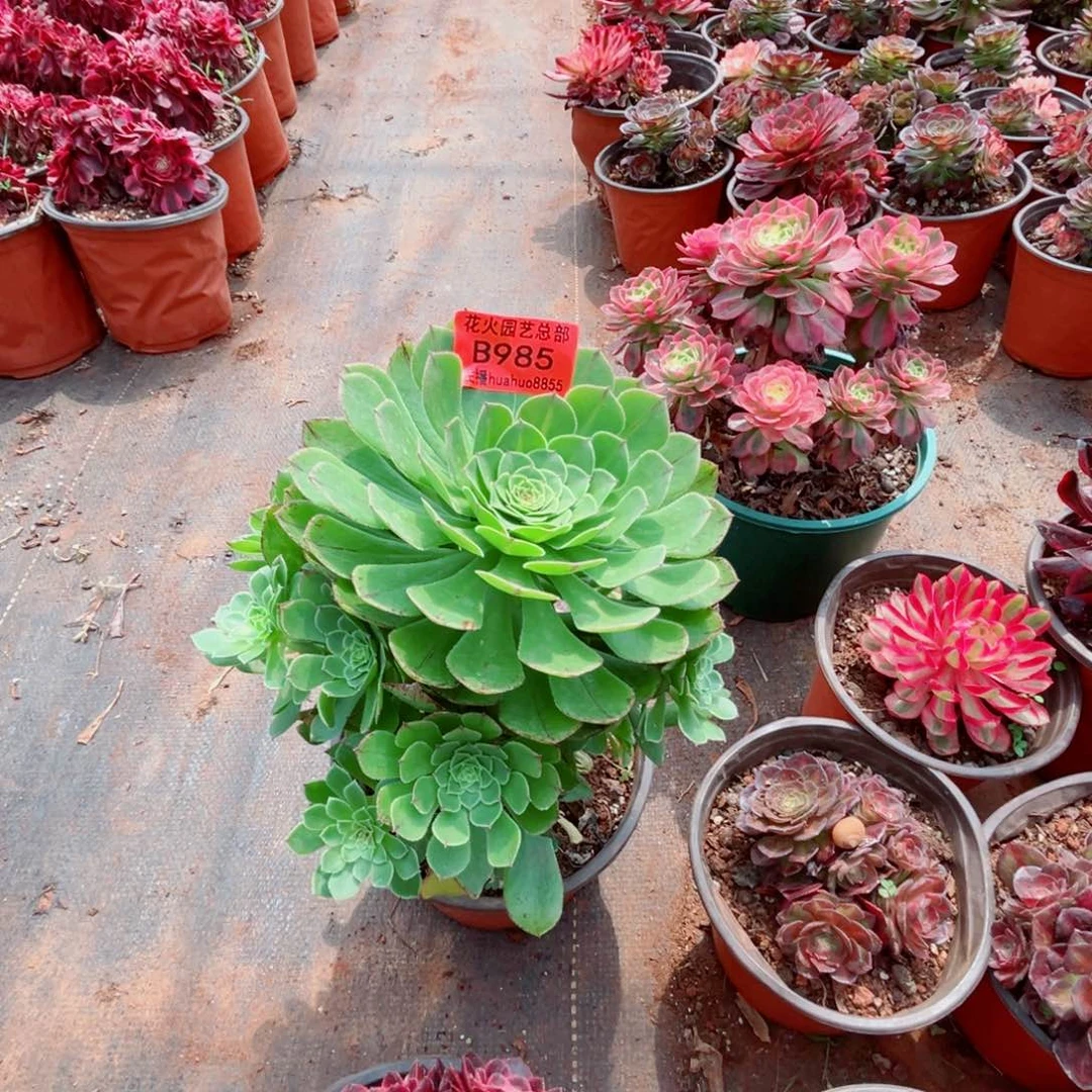 多肉知否985多肉
