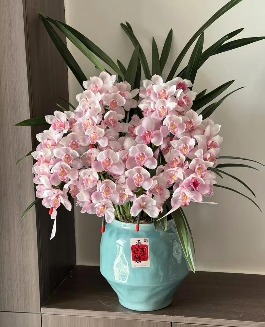 【朝阳】 落地款  大花蕙兰   年宵花