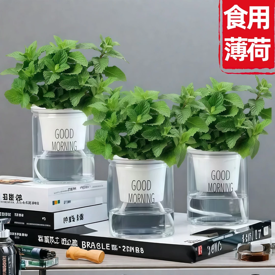 【驱蚊驱虫】可食用提神薄荷盆栽卧室阳台桌摆好养驱蚊净空气绿植
