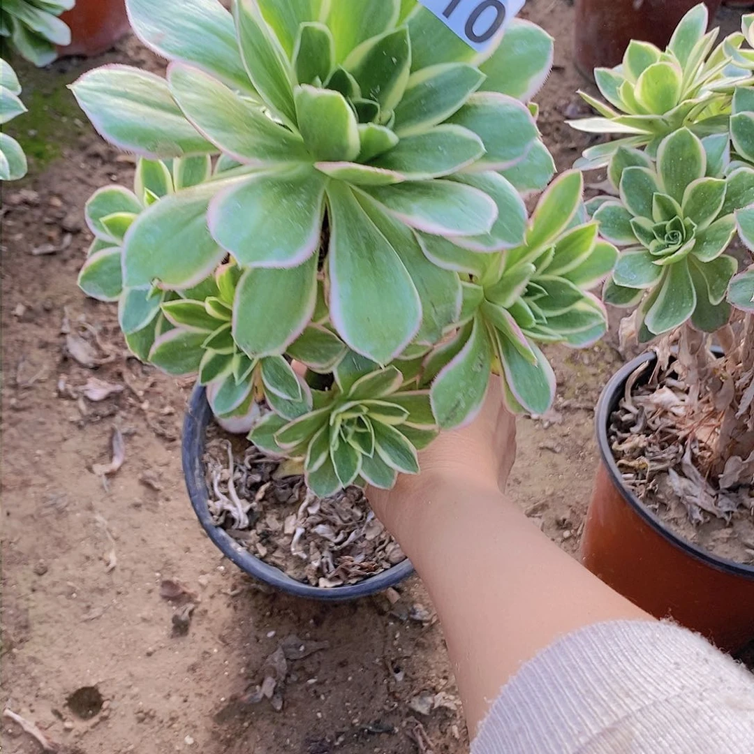 110 号一物一拍多肉植物