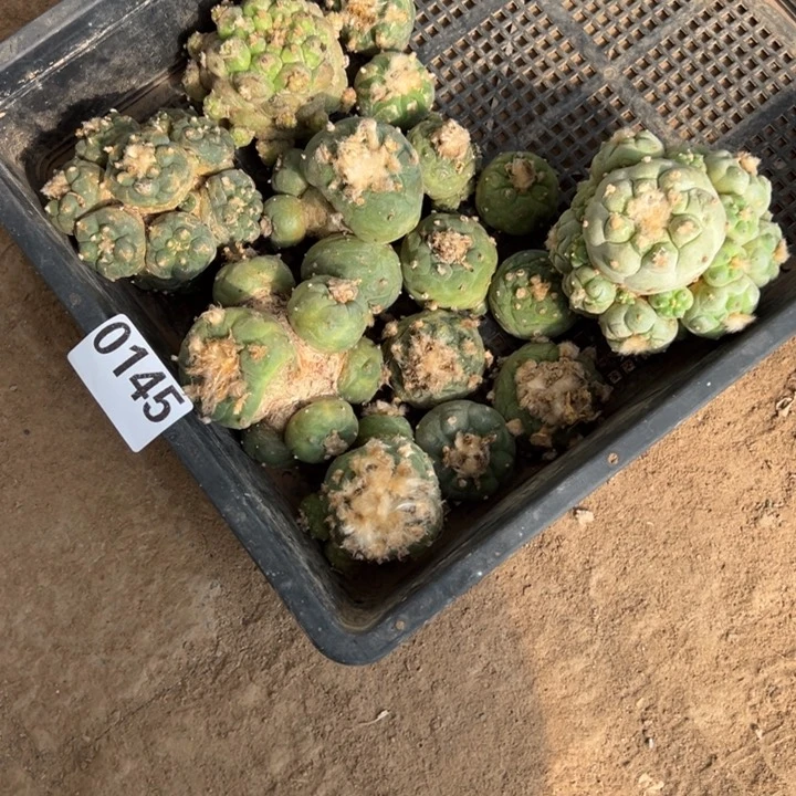 滴*滴海鲜仙人球145号