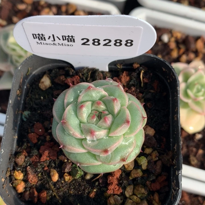 白*子多肉植物茉莉珍妮