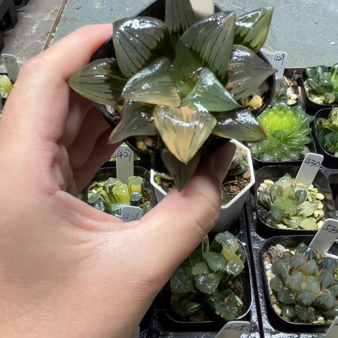 83红纹寿锦一物一拍