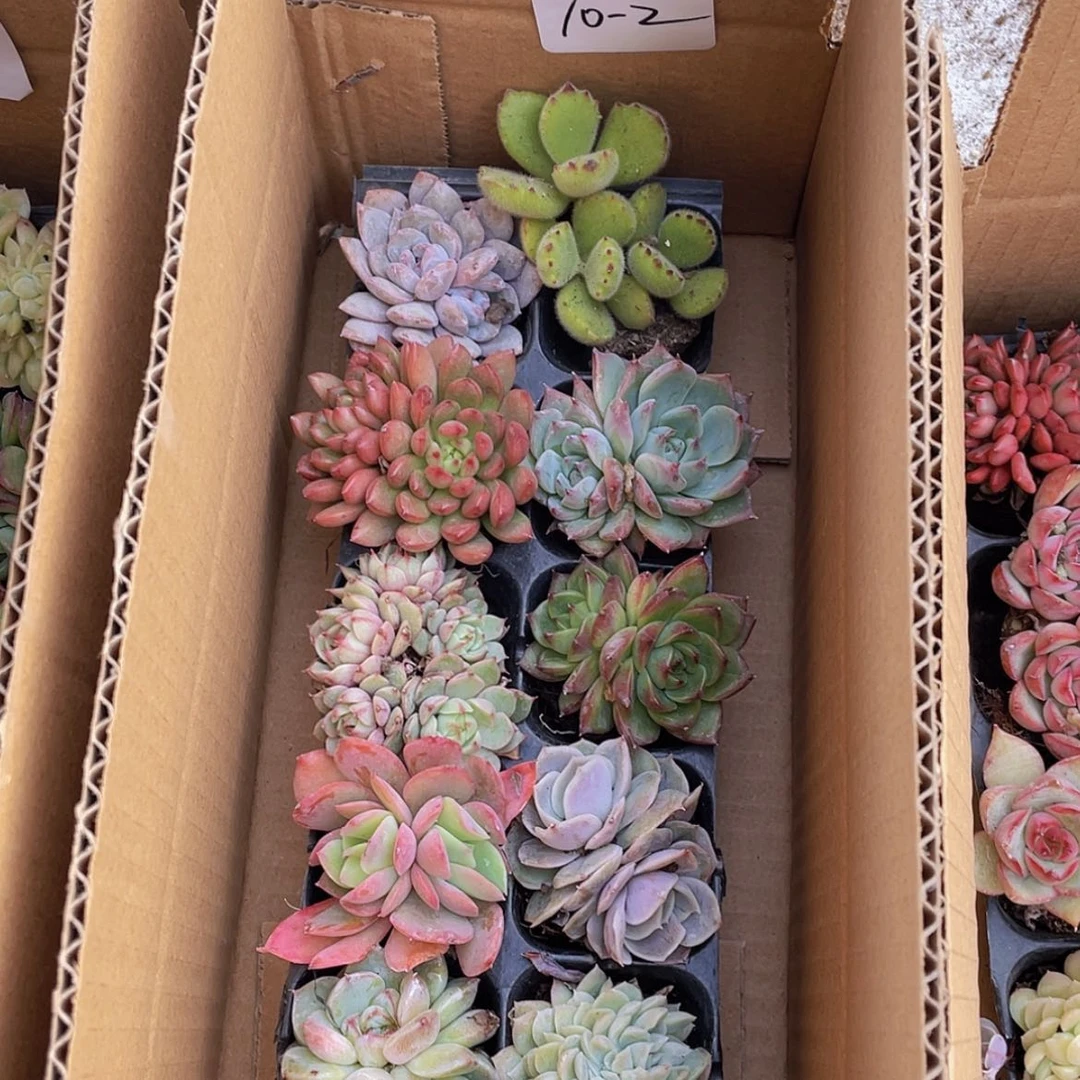 【闪购商品】10颗-2