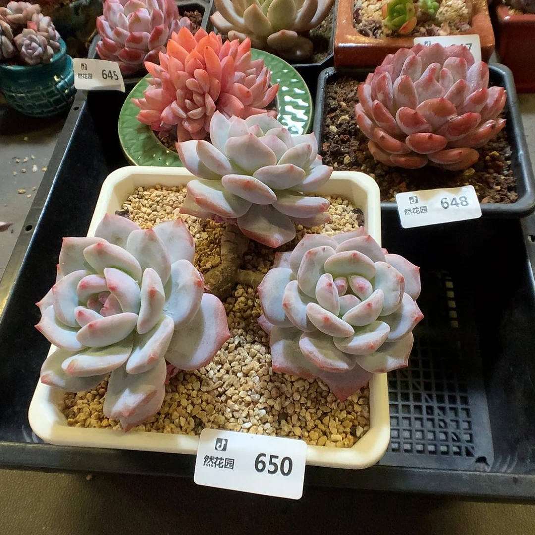 蓝***·650盖奶多肉植物66666