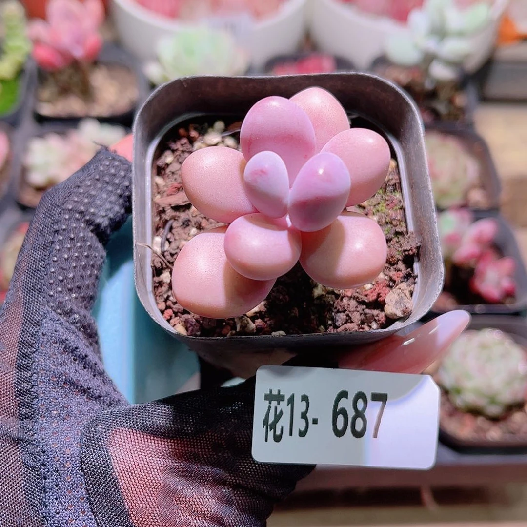 花利美13-687桃蛋