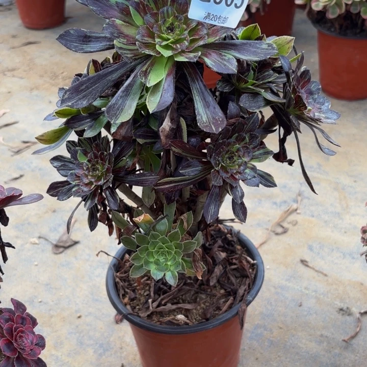 瑞妈多肉园艺505水墨丹青