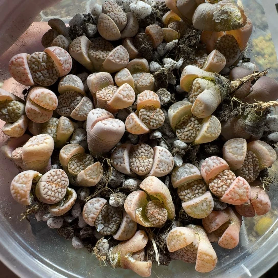 2733。网纹寿丽数量很多