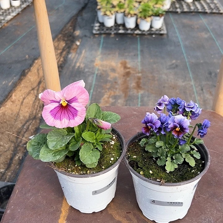 木抖音直播闪3-4