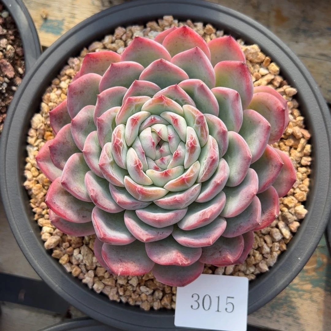 C****?3015肉肉肉肉肉肉肉