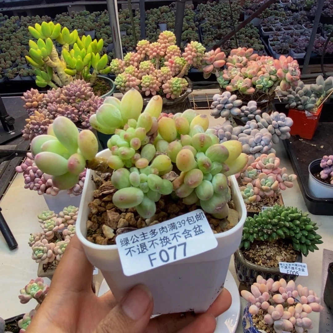 077苹果奶四代缀多肉8c m