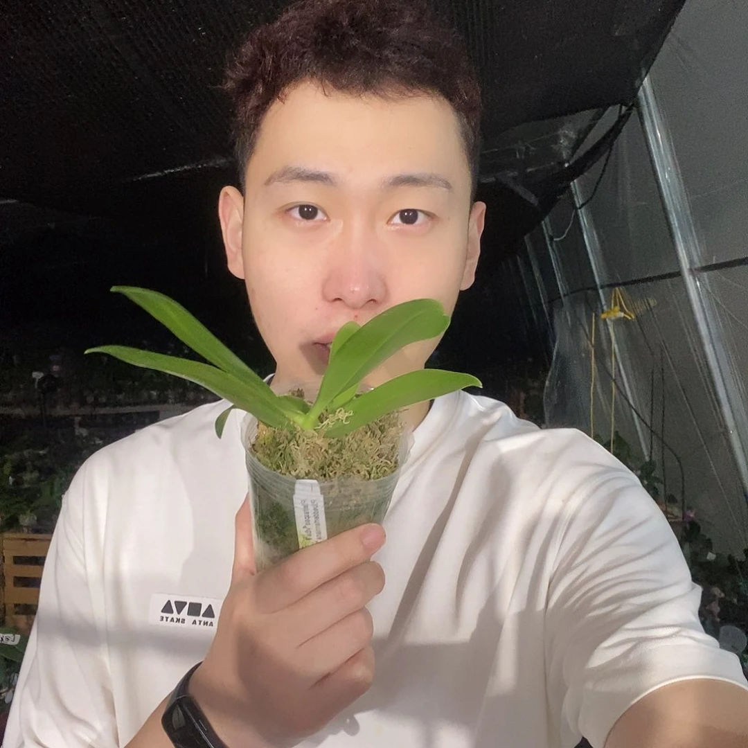 无花朵白盾交红路德