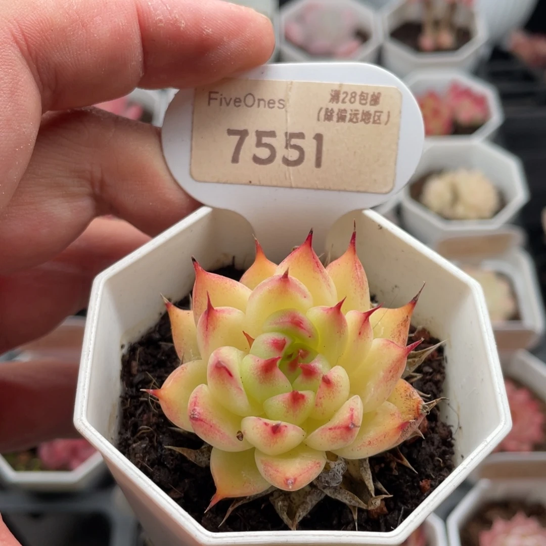 托斯卡内利7551-5厘米