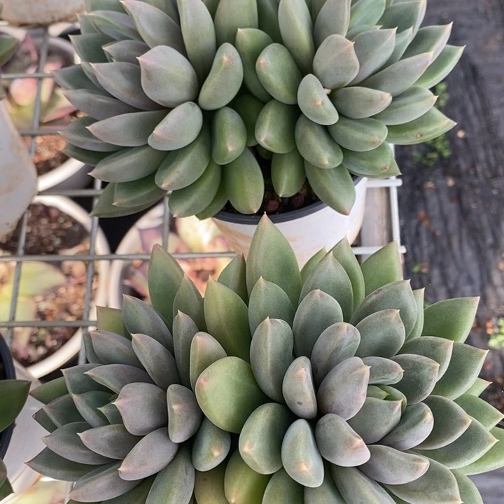 D876- 直播福利 两颗象牙