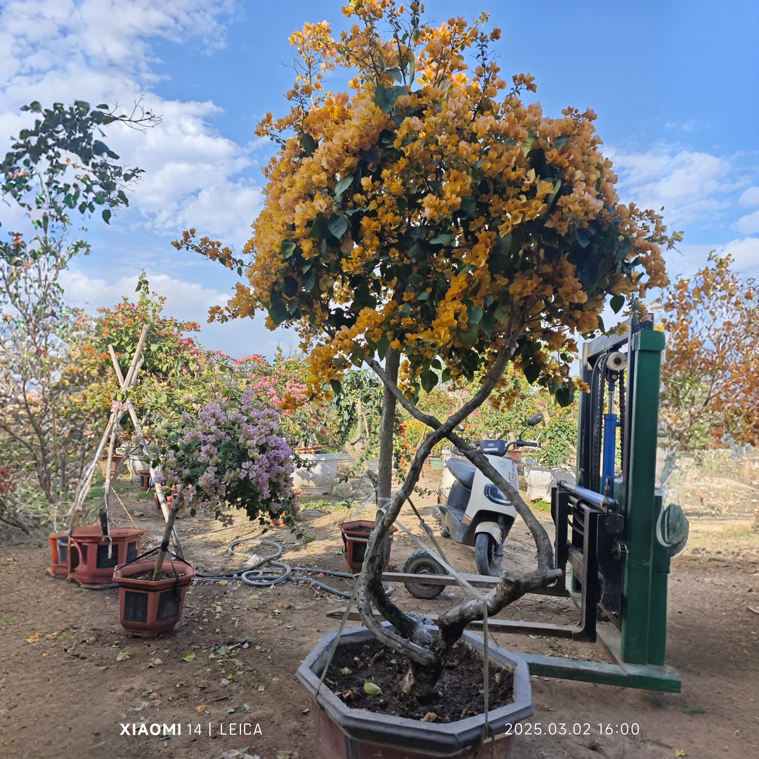 精品三角梅一物一拍