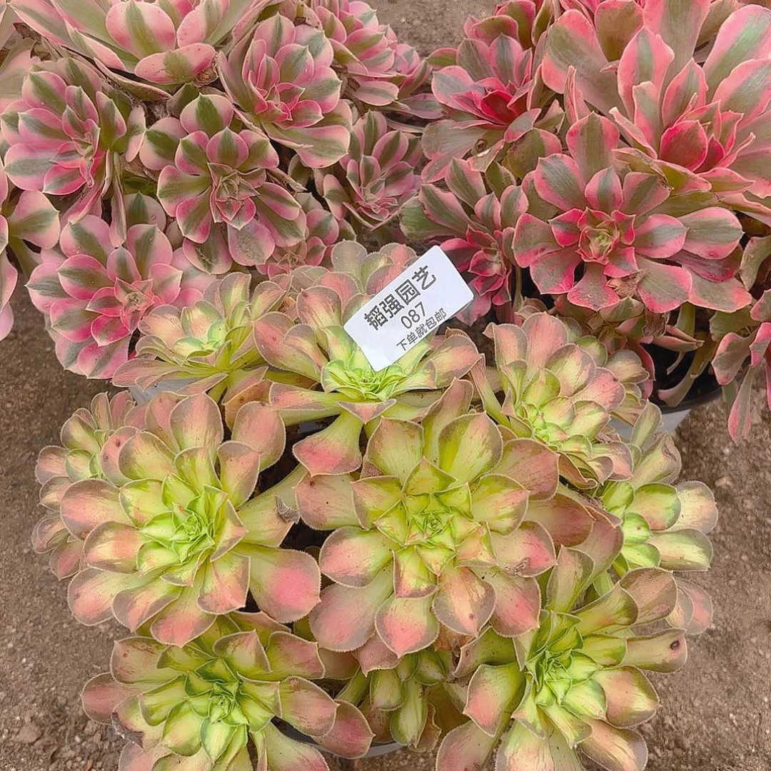 女巫女妖韶华多肉植物87-88-89