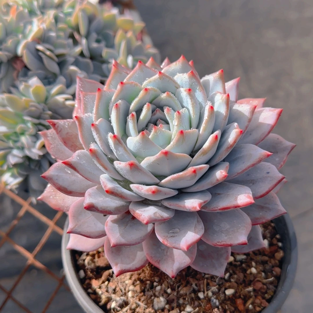 【闪购商品】单头粉蓝鸟9.9