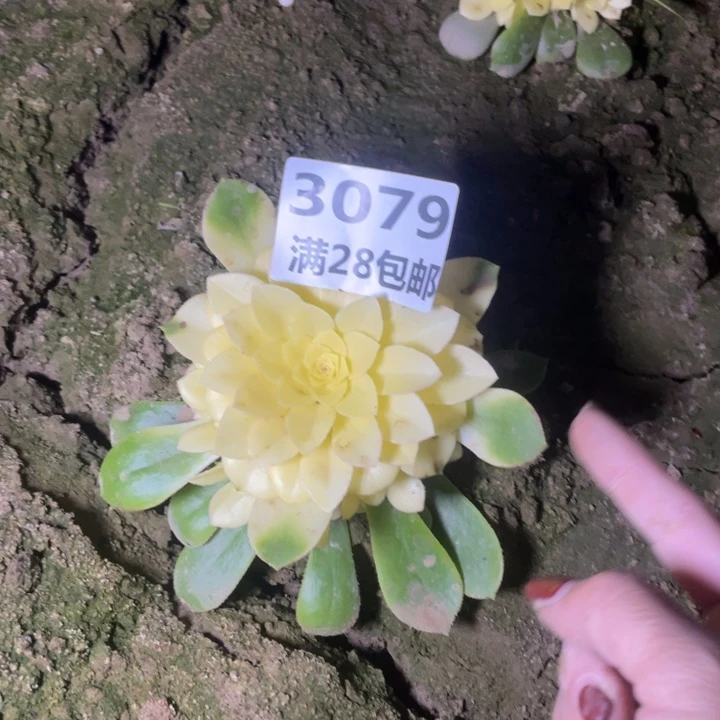 用****43079一号棚雪莲多肉植物M