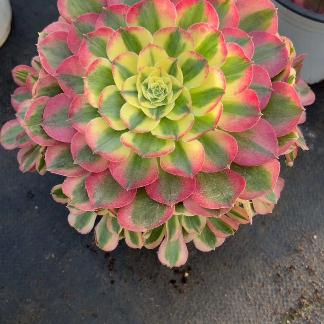 99胭脂水粉多肉多肉多肉多肉