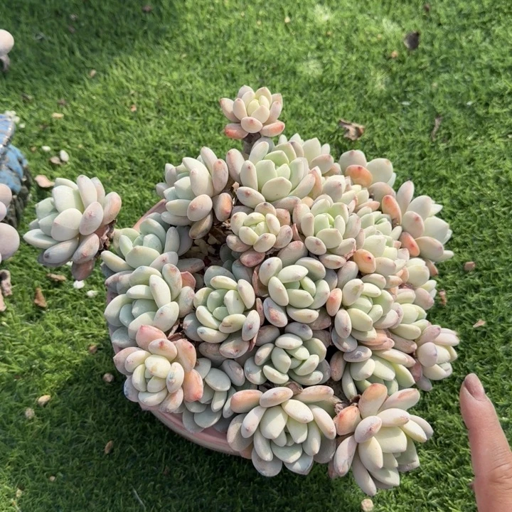 冷香小头多肉植物绿植