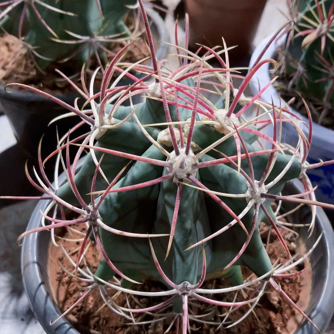 一物一拍偏远地区不包邮