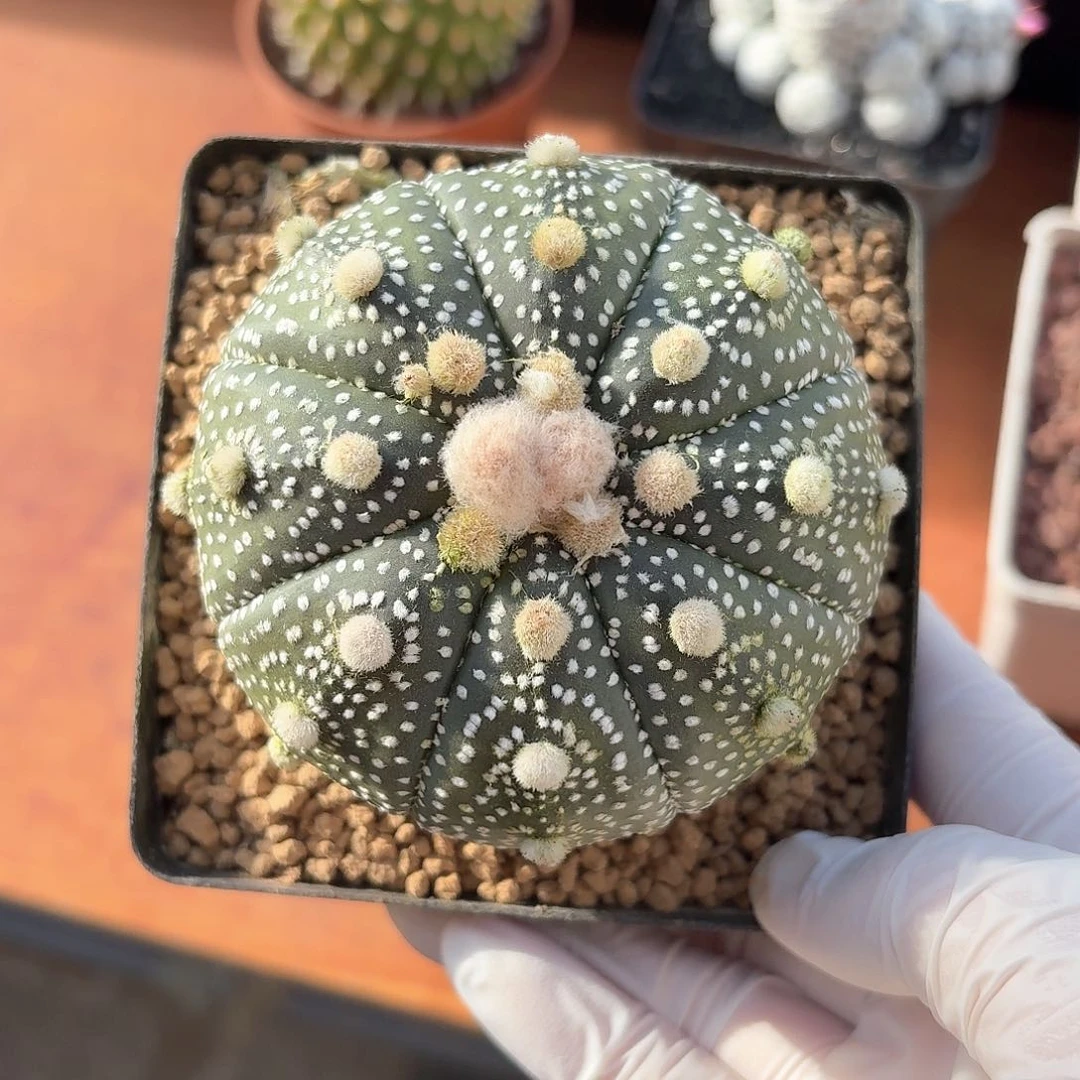 小*@星兜仙人球12346