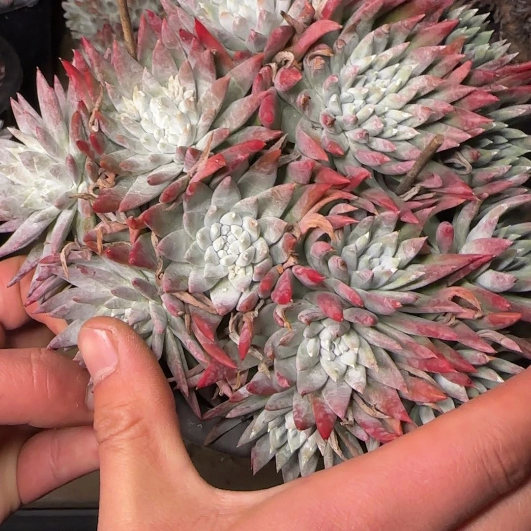 用****820250131w0368