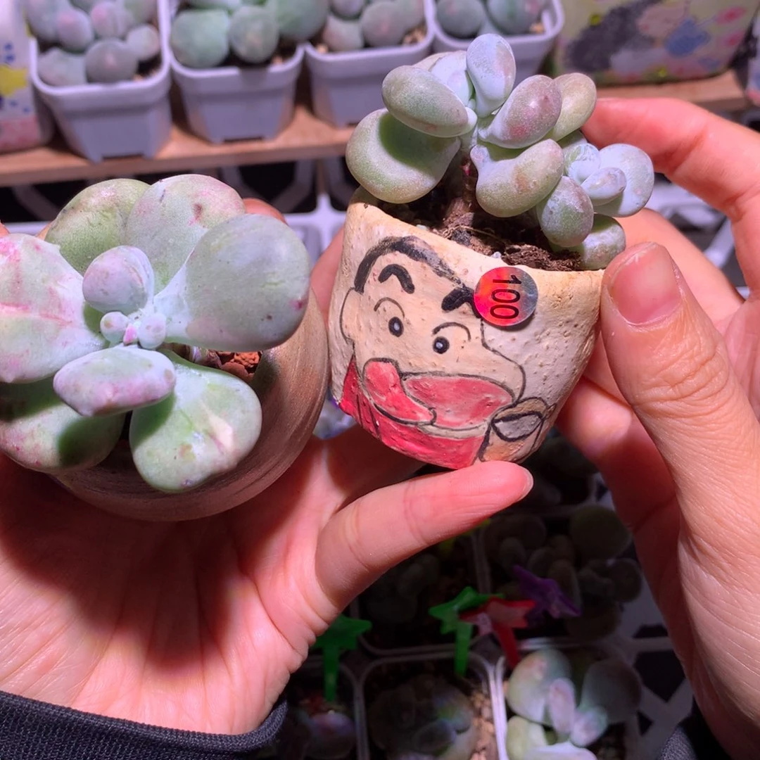 正***南一起哈狗和高后给哈更尴尬