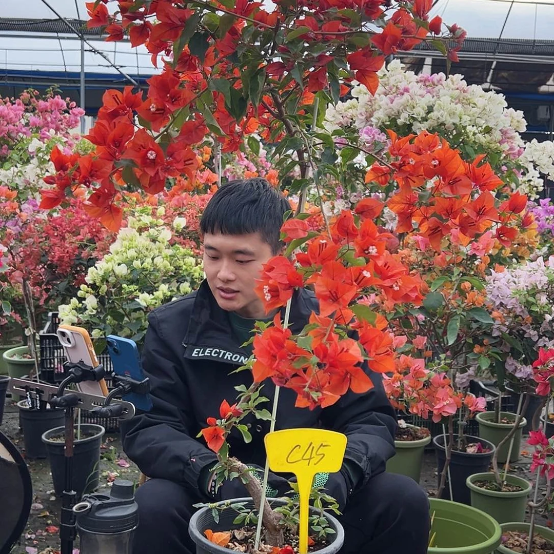 妙***花大部分花苞少量开放C45红桑巴