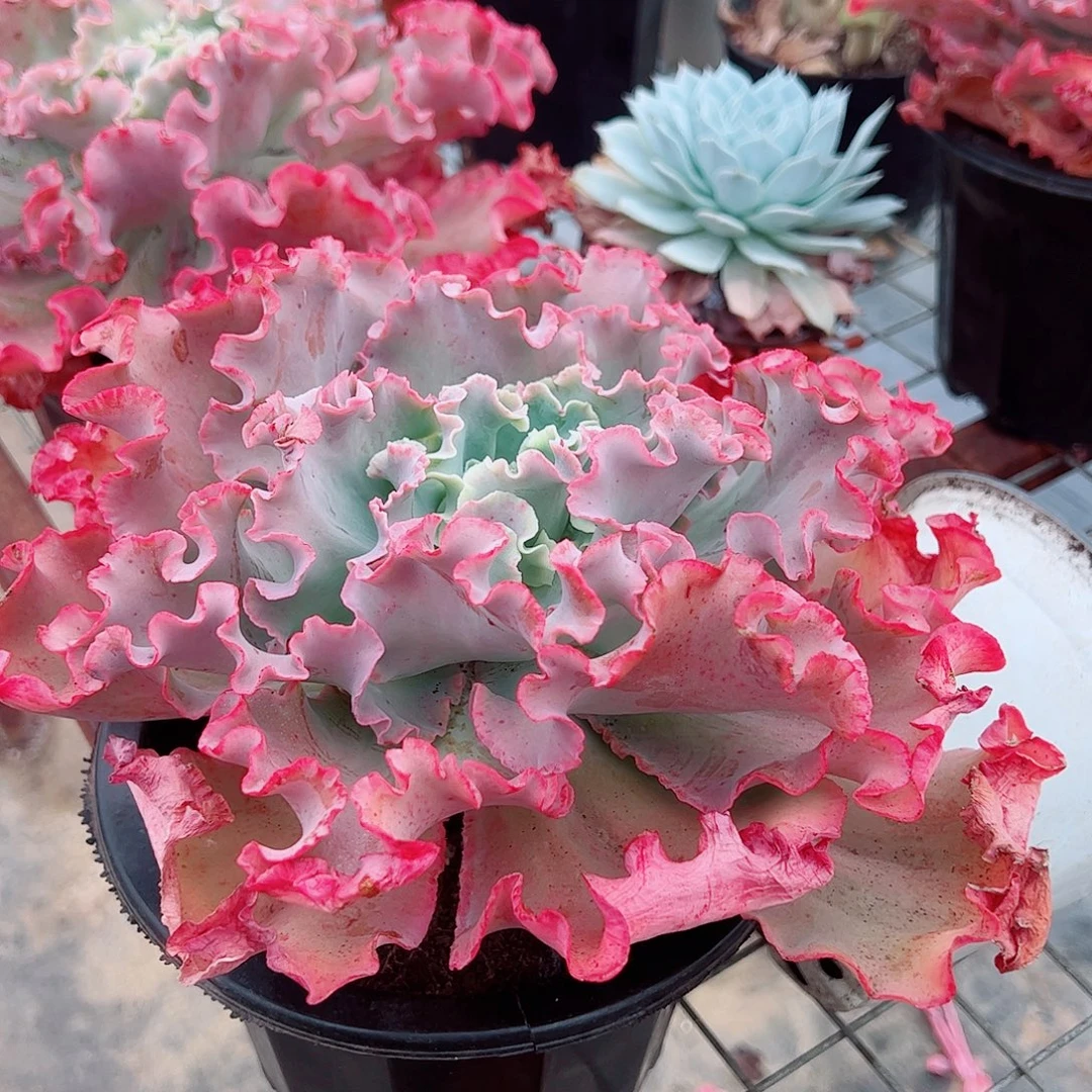 高沙之翁特大大单头