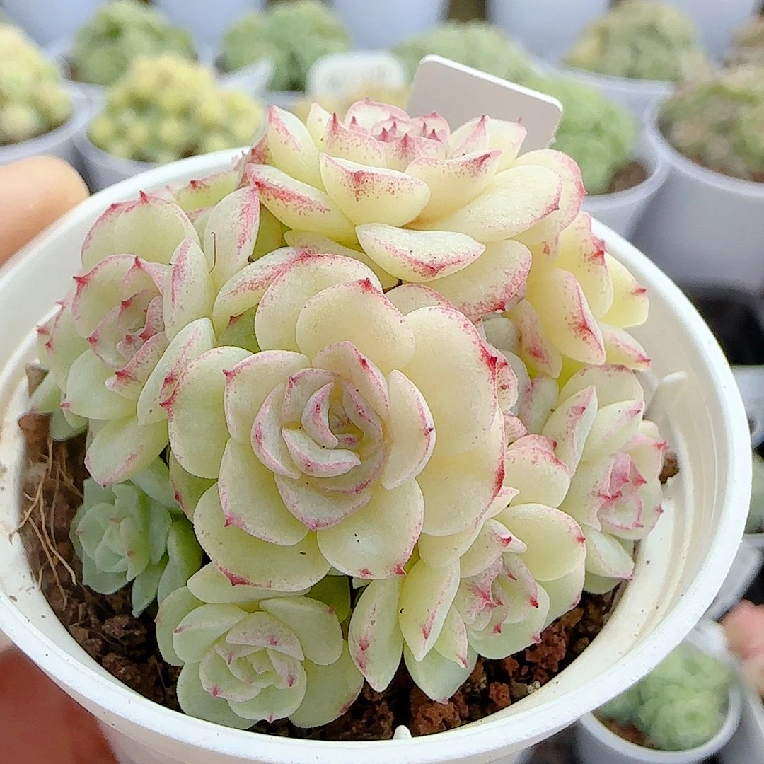 1107-22（ttp-43-1）优选