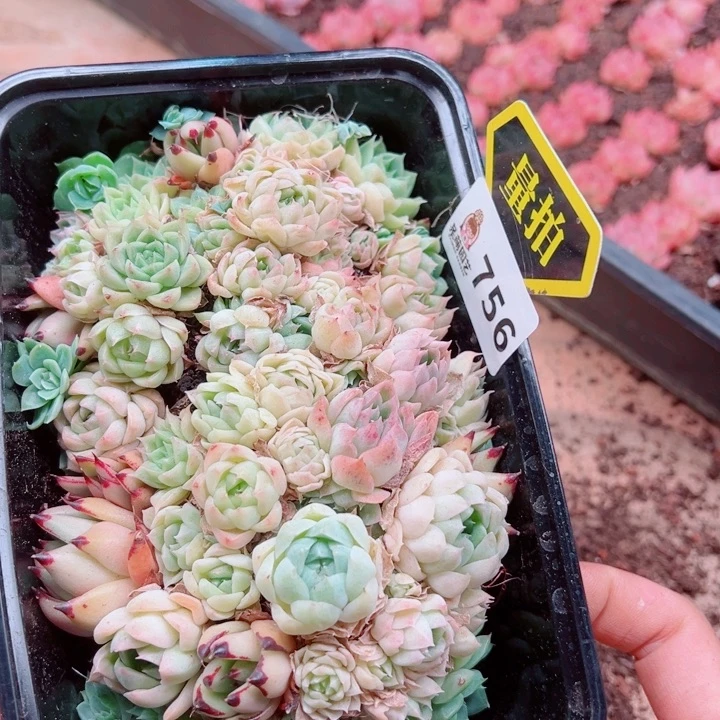 多肉植物多肉植物