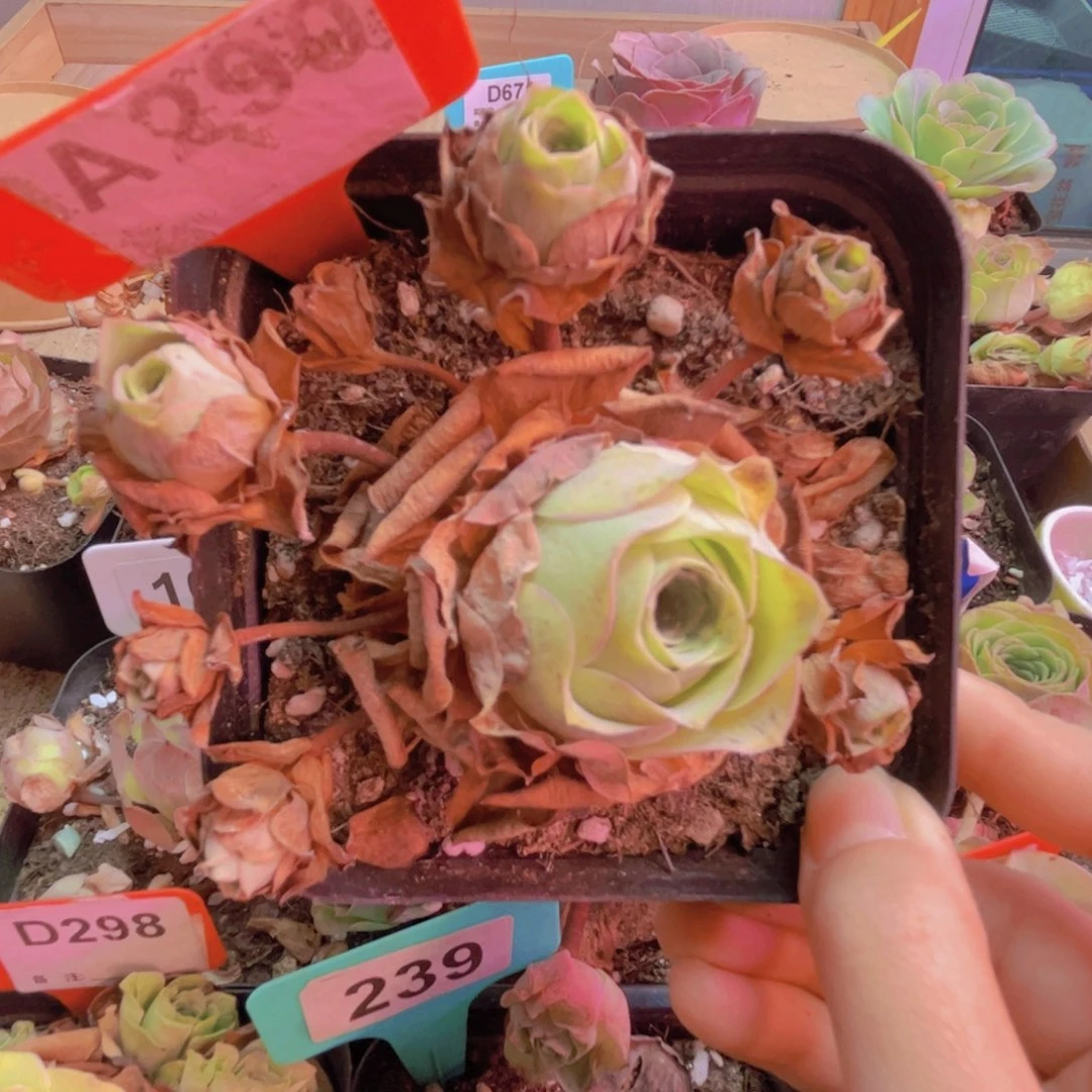 290山地玫瑰绿色