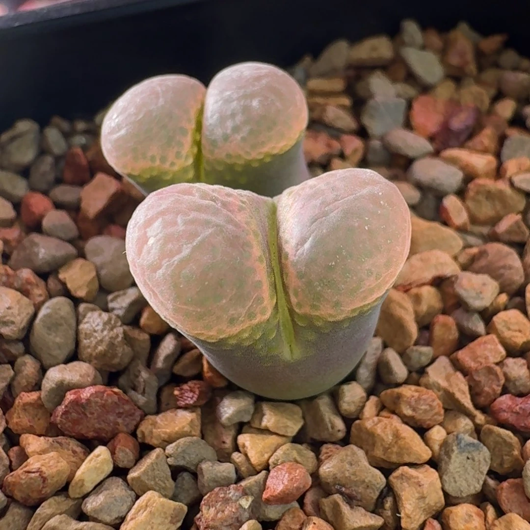 云缦精品番杏28.19粉泡泡