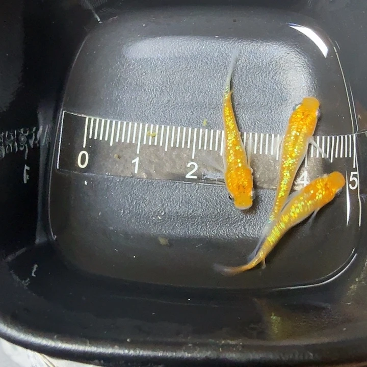 青鳉鱼60号拍品金猫