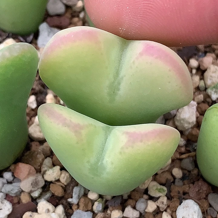 精品多肉植物精品少将杂交