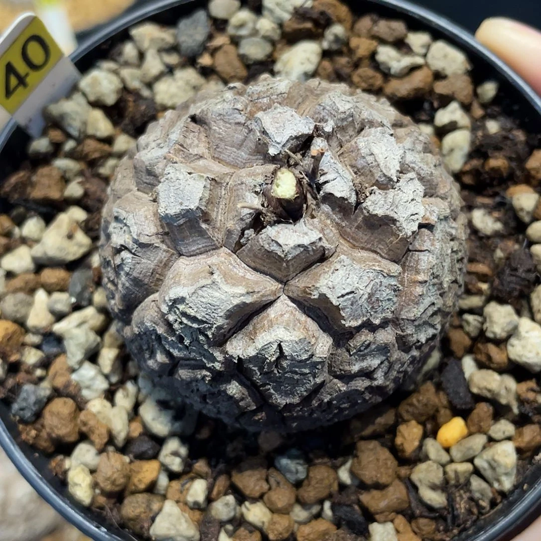 40龟甲龙不退不换