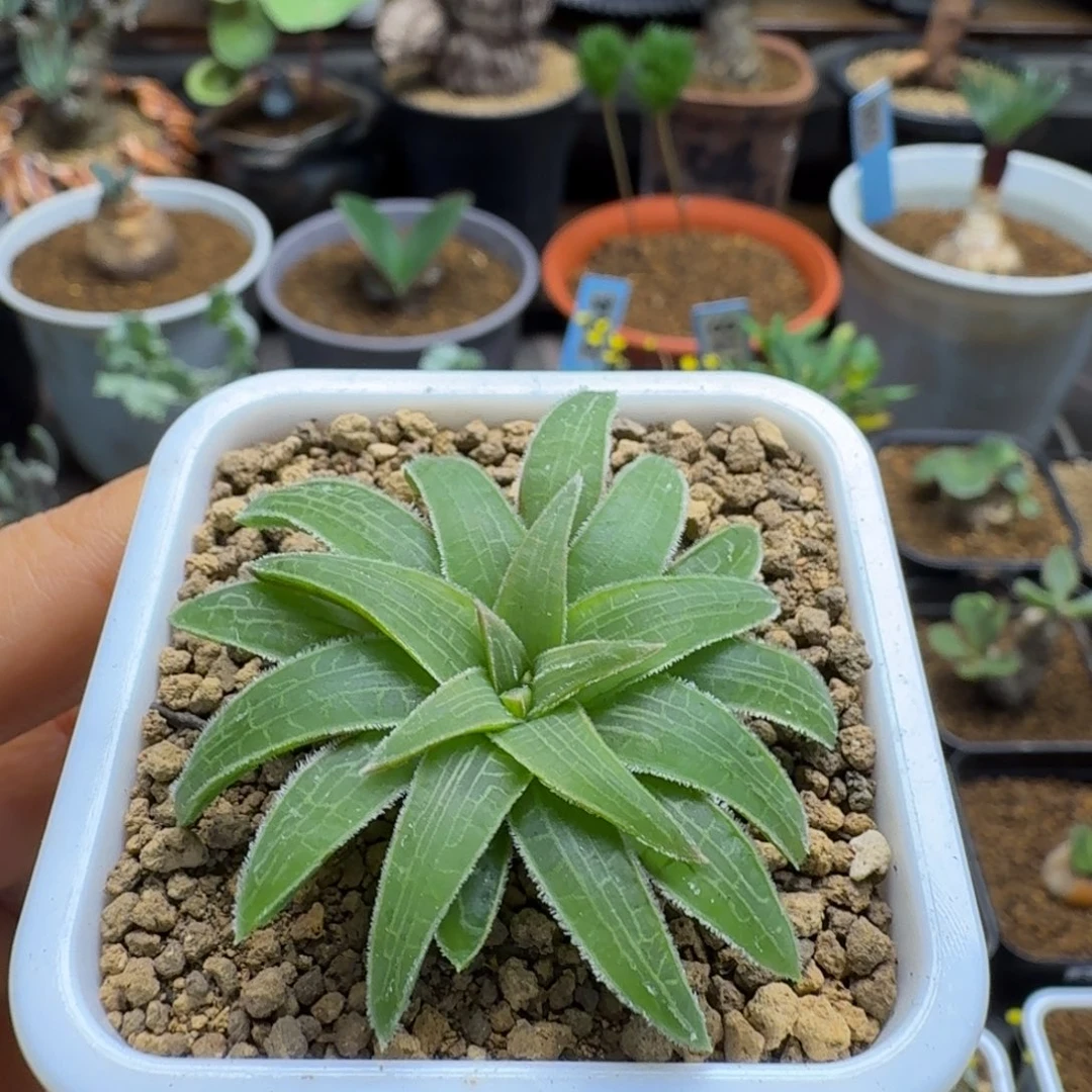 块根寿282 仙人球