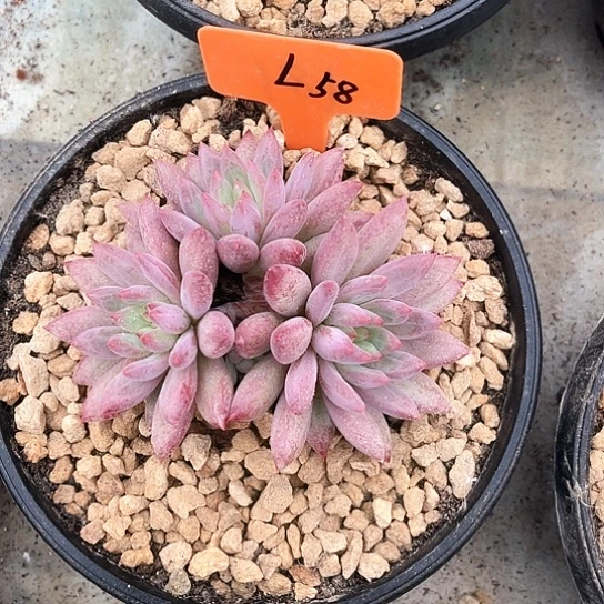 L红体虞美人58号码牌子