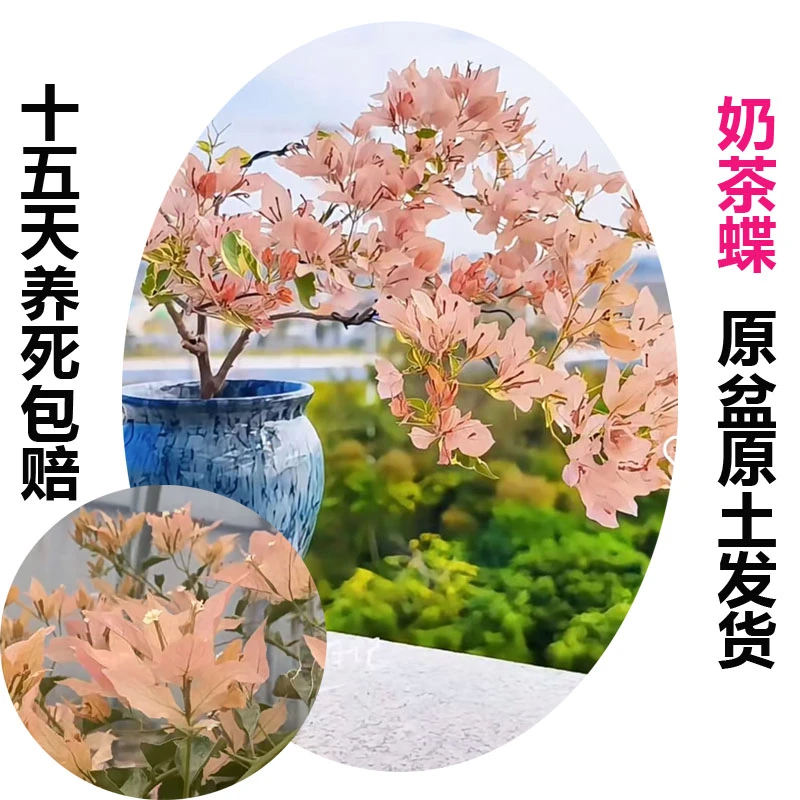 奶茶蝶(三角梅)原生大苗四季开花老桩爬藤植物