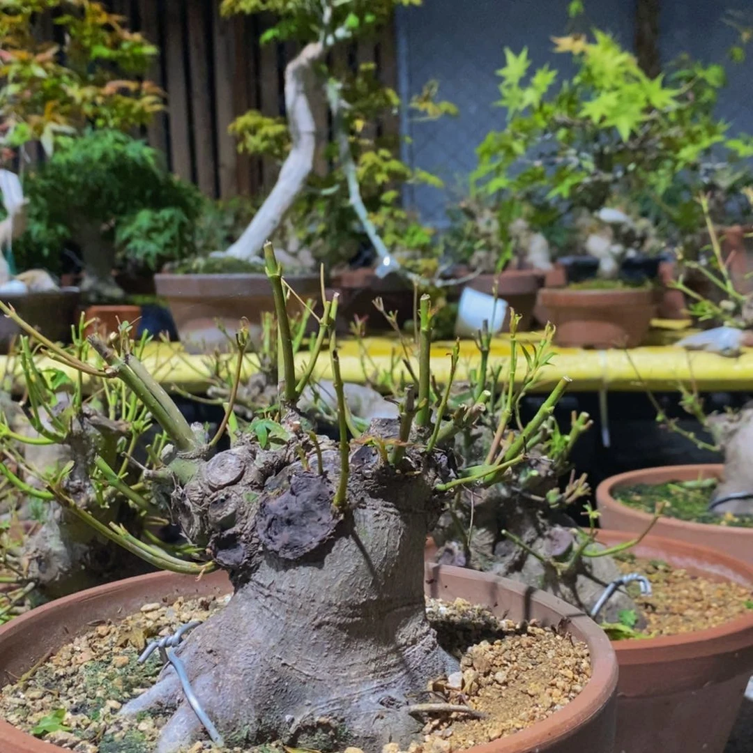无花朵原生山红叶一物一拍