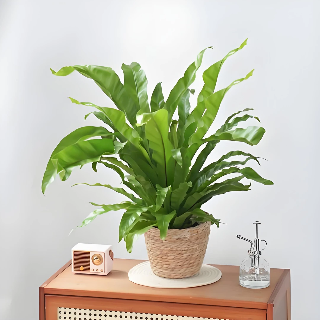 精品鸟巢蕨盆栽蕨类四季常青绿植客厅办公桌好养懒人绿植13盆径